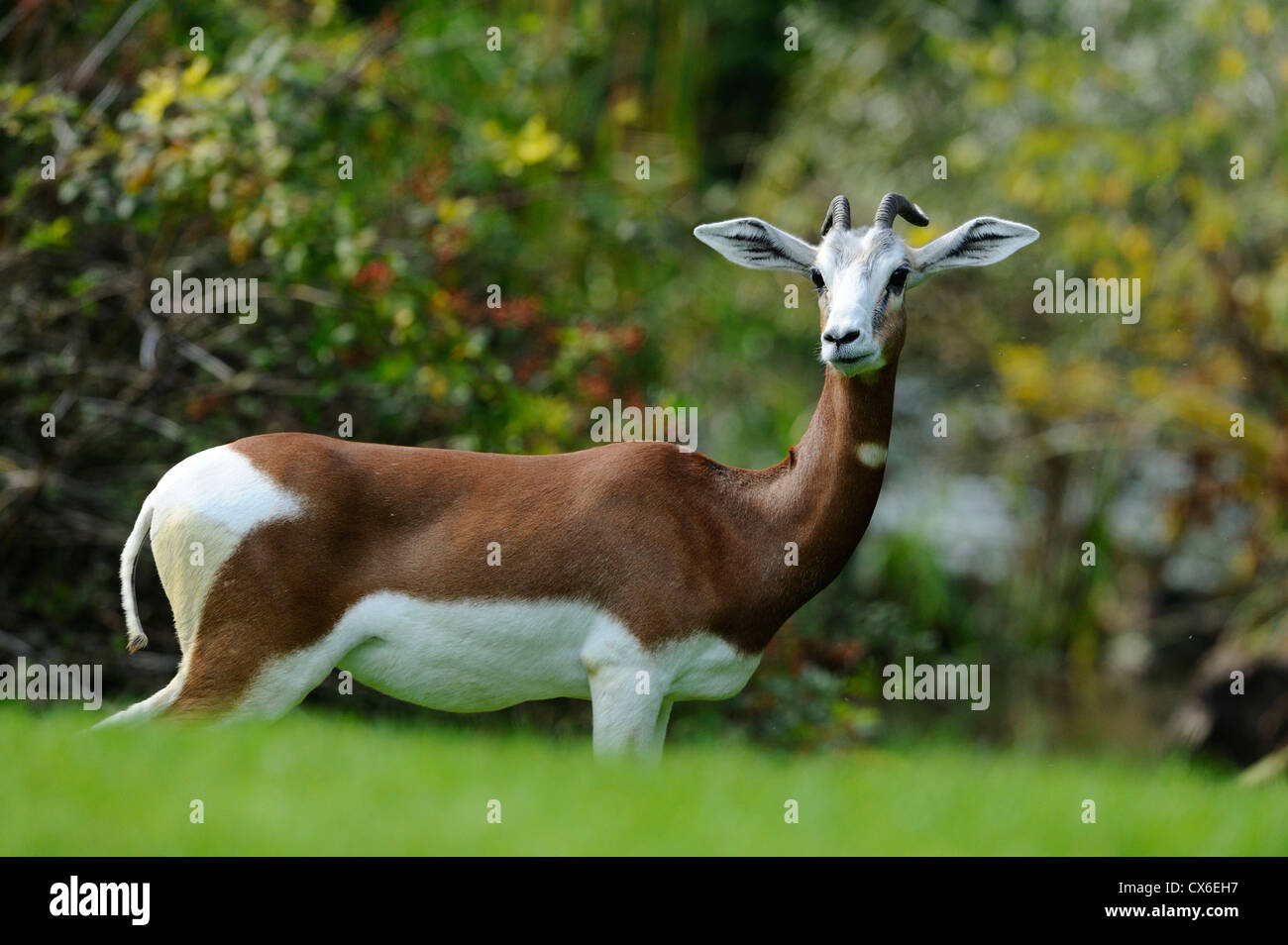 Dama gazelle Stockfoto