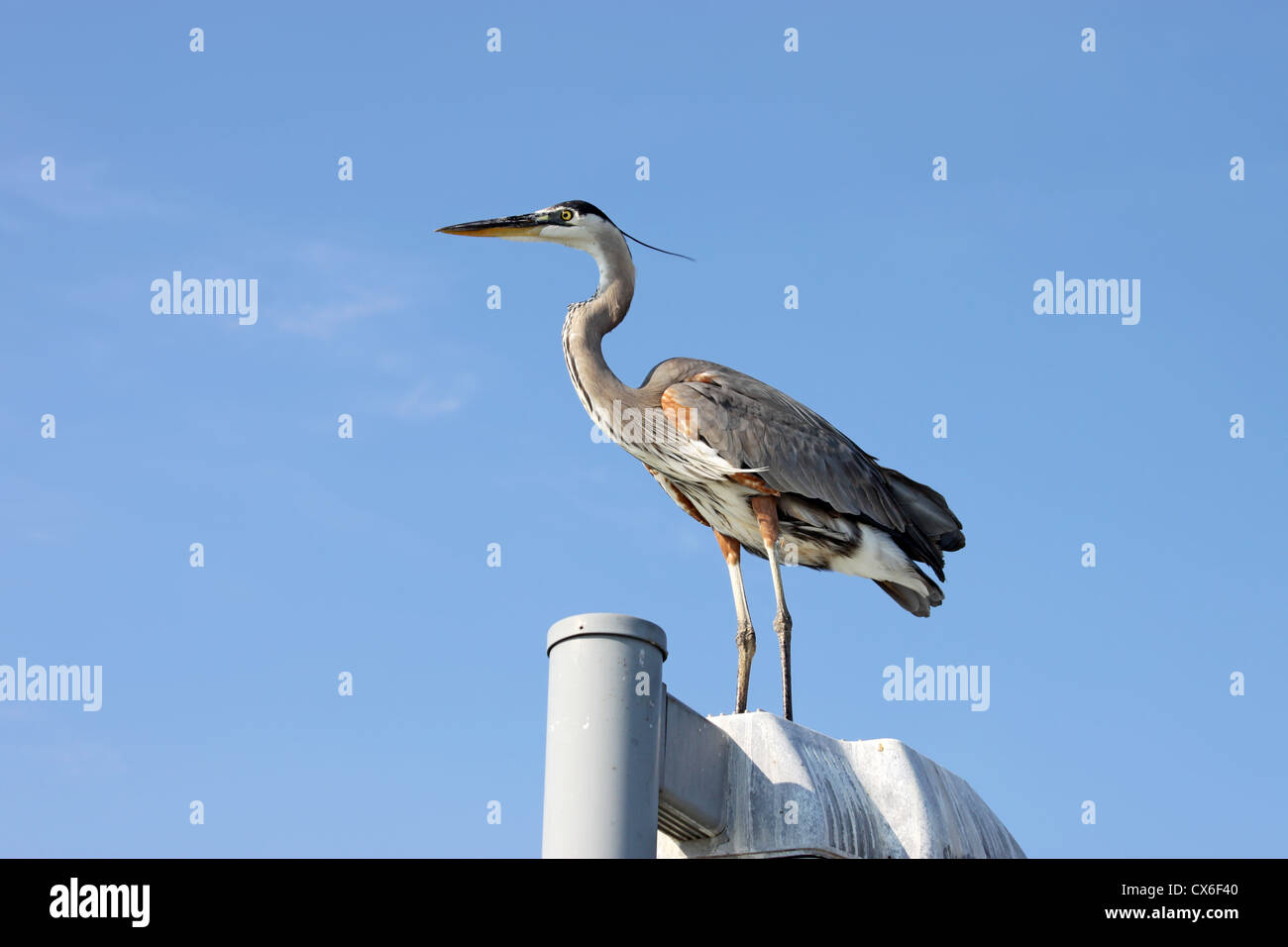 Great Blue Heron (Ardea Herodias) stehend auf einem Pfosten in der Nähe von Sarasota, Florida, gegen ein strahlend blauer Himmel Stockfoto