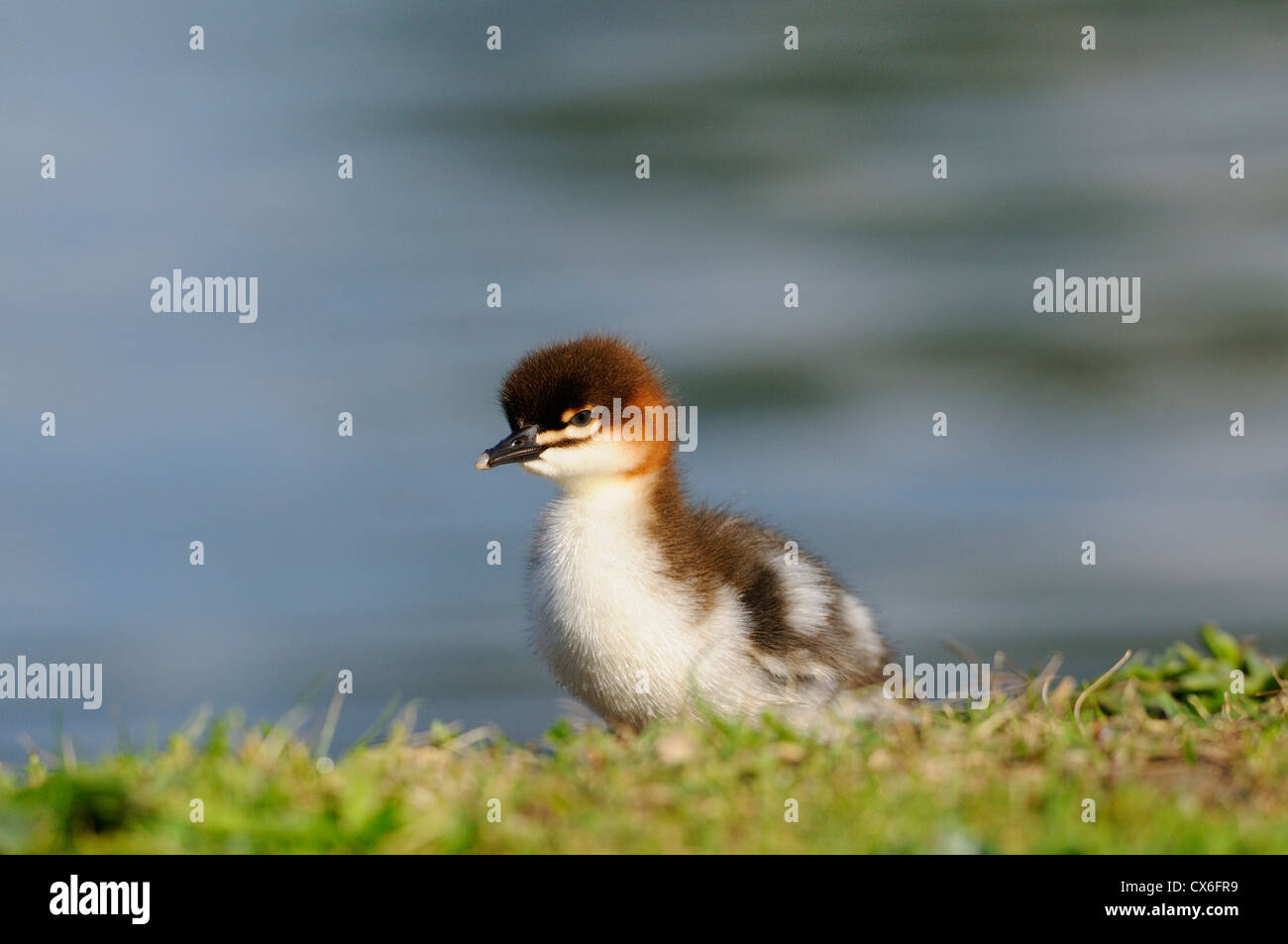 Gänsesäger Küken Stockfoto