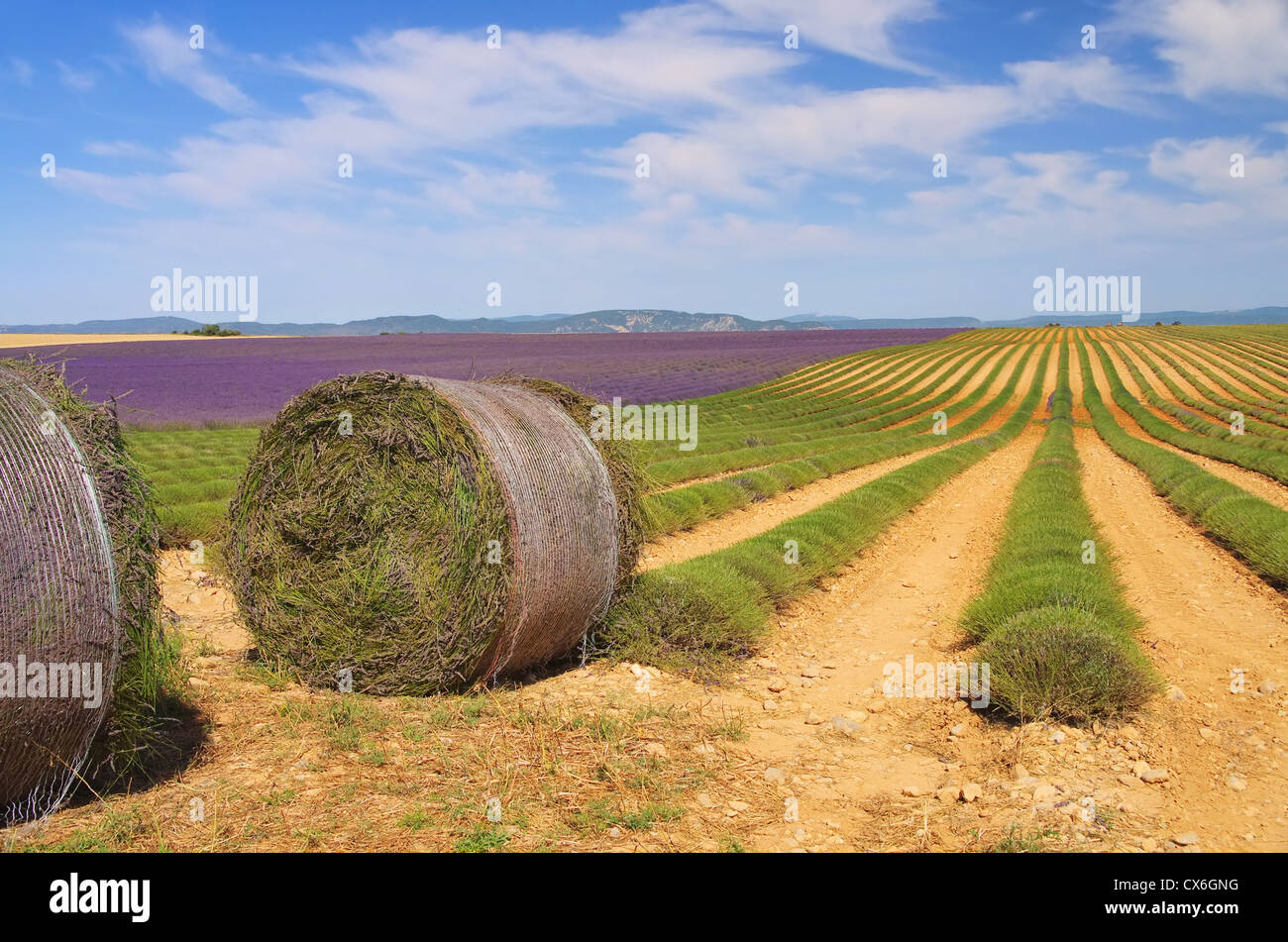 Lavendelfeld Ernte - Lavendel Feld Ernte 07 Stockfoto