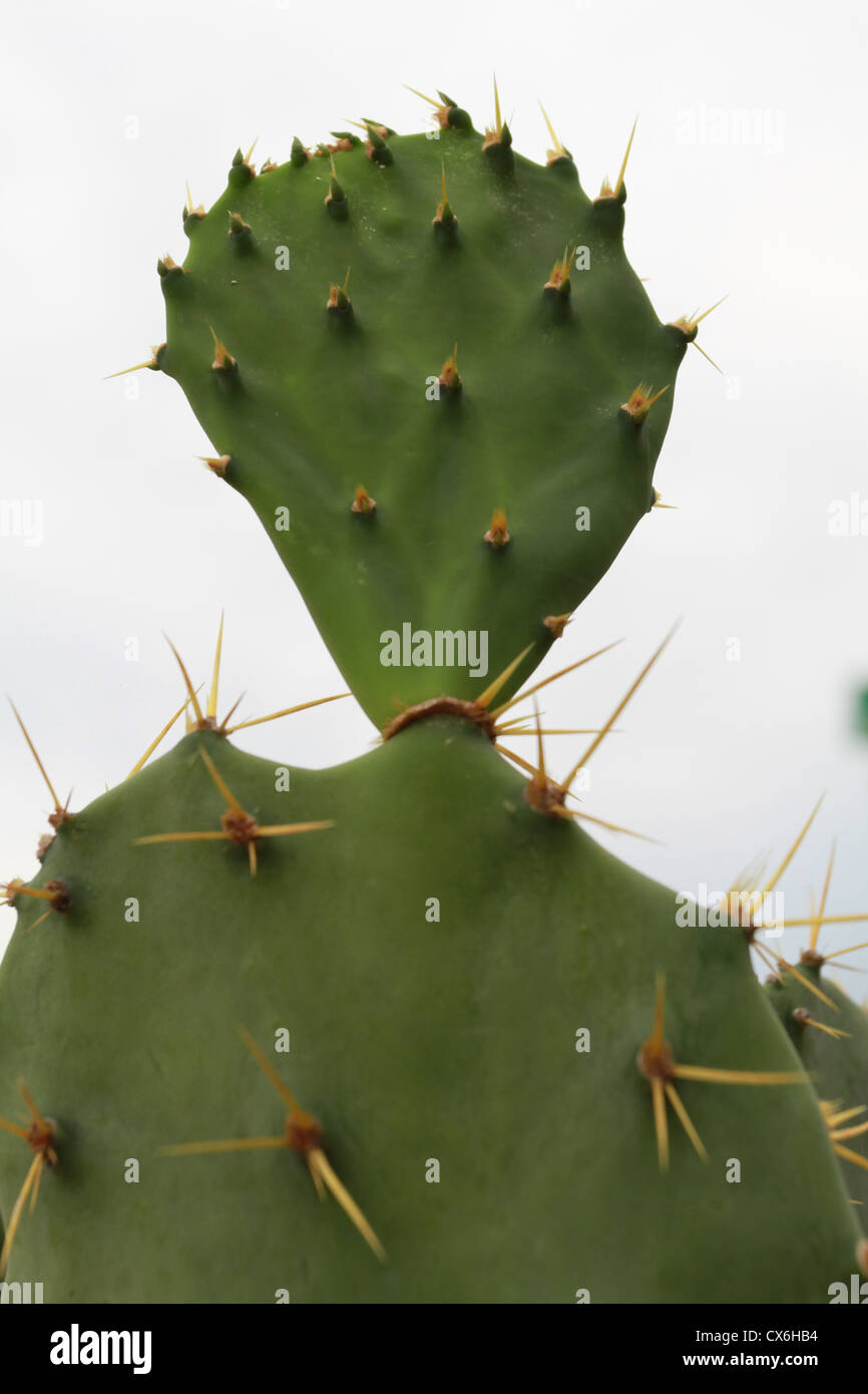 Kaktus ist wie ein humen Stockfoto
