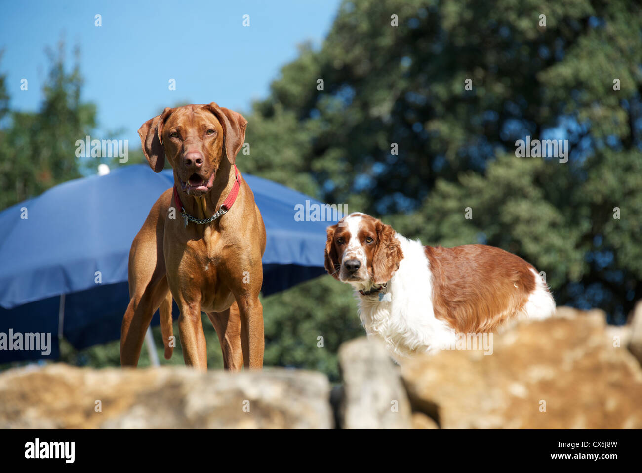 Wer ist da. Ein Rhodesian Ridgeback Hund und ein Srpinger Spaniel Hund Wache eine Eigenschaft Stockfoto