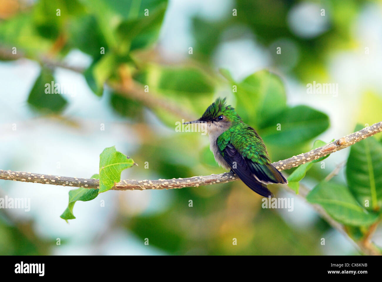 Antillean Crested Kolibri Stockfoto