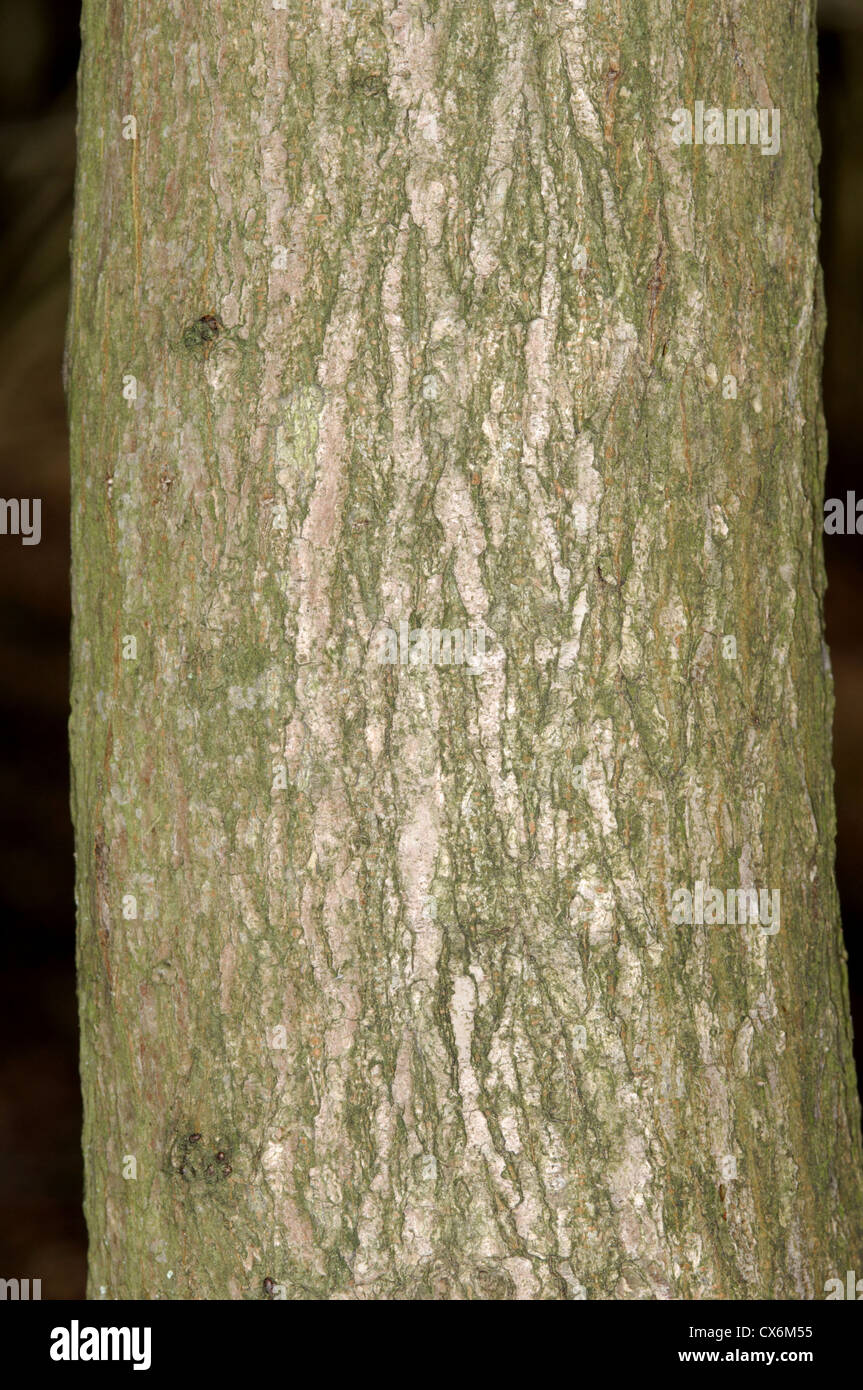 Wych Ulme Ulmus Glabra Ulme Stockfoto