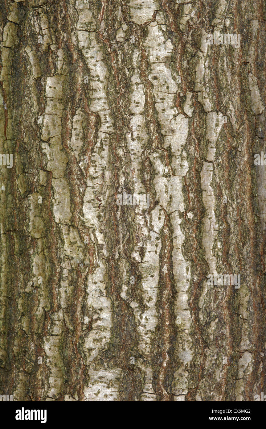 Pedunculate oder englischer Eiche Quercus Robur Fagaceae Stockfoto