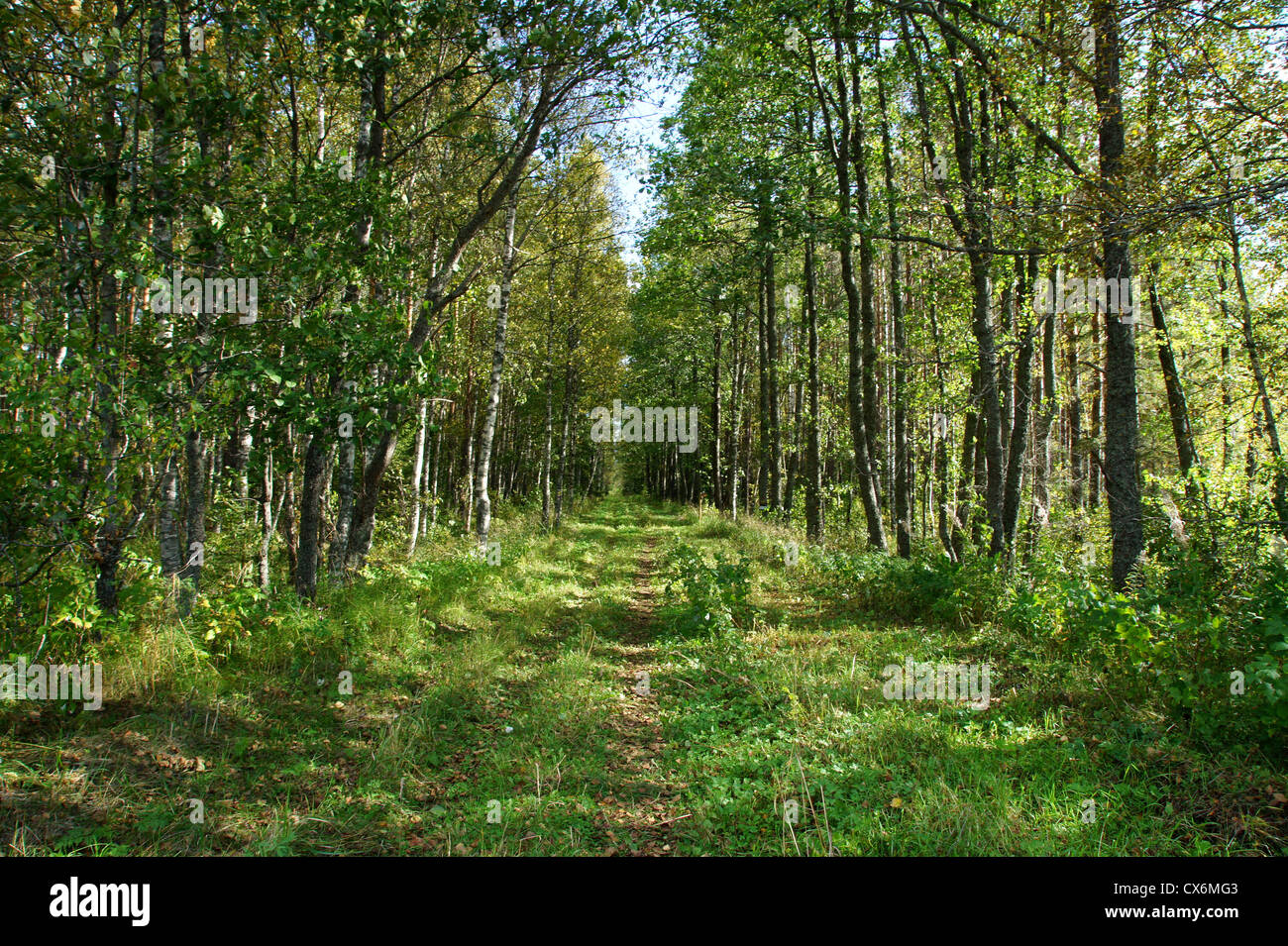 Grüner Weg in den Wald zwischen den Bäumen Stockfoto
