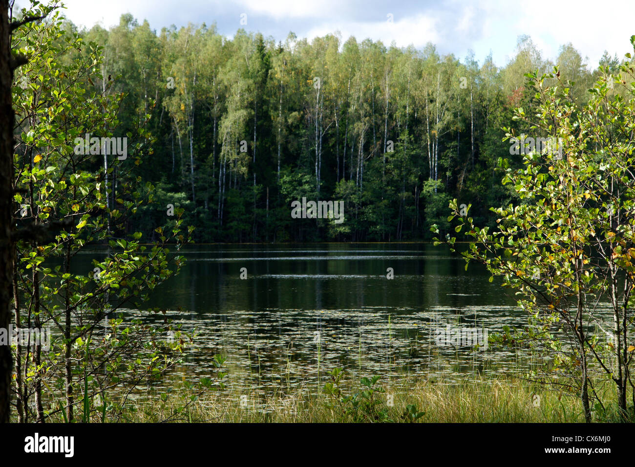 Grünen Wald und seine Spiegelung im Wasser Stockfoto