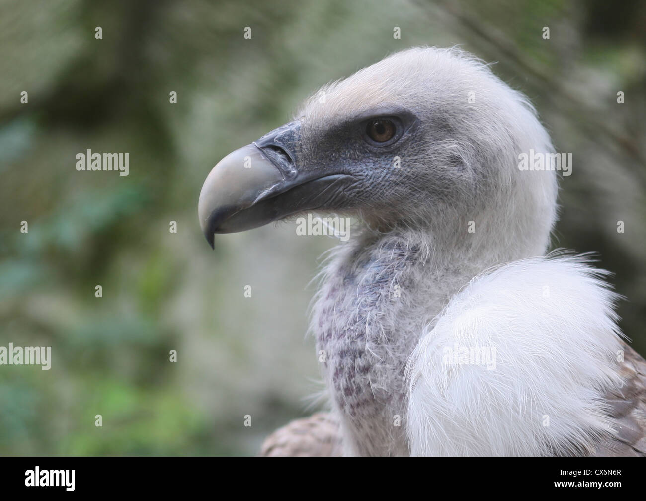 Nahaufnahme der Gänsegeier im Zoo von Amsterdam, Niederlande Stockfoto