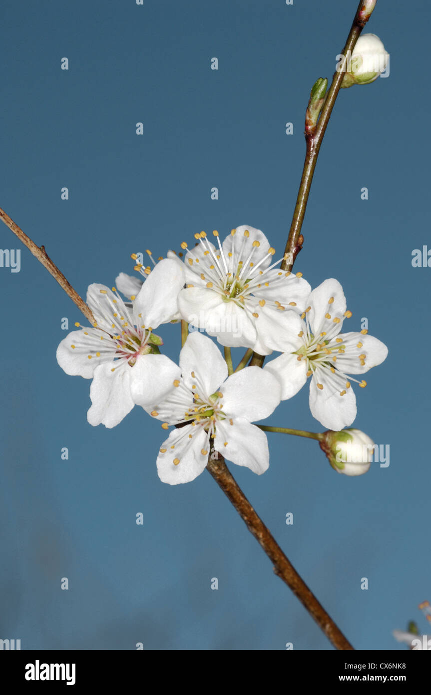 Laubbäume Cockspurthorn Crataegus Persimilis (Rosengewächse) Stockfoto