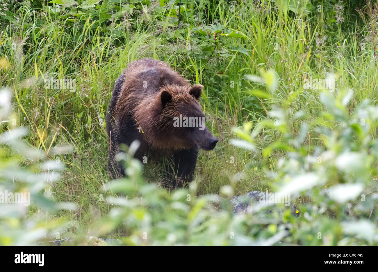 Grizzly Bear bei Hyder Alaska Stockfoto