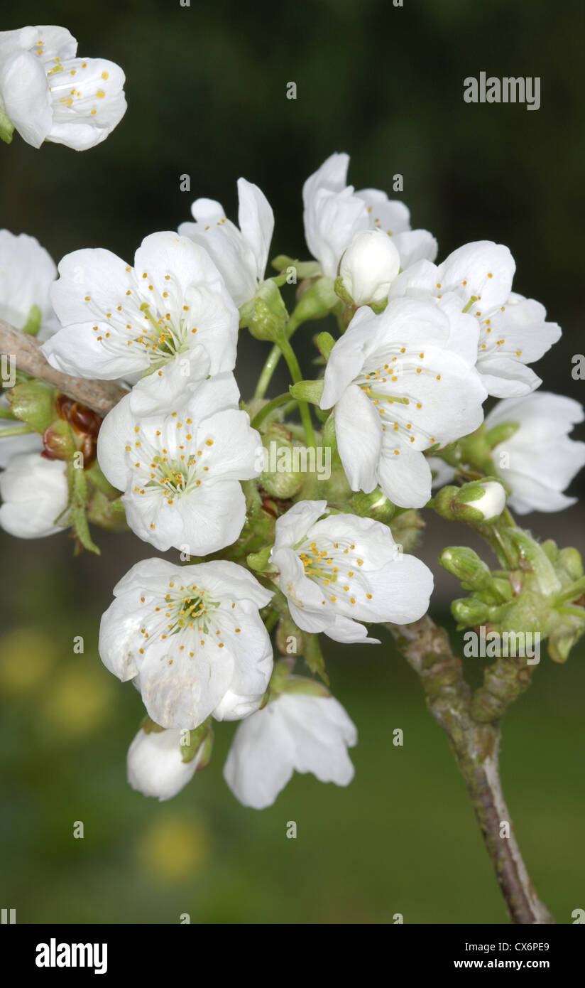 Wilde Kirsche Prunus Avium Rosengewächse Stockfoto