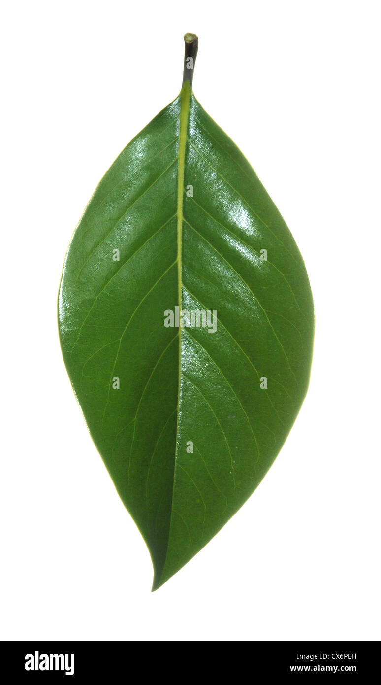 Südlichen Immergrüne Magnolie oder Bull Bay Magnolia Grandiflora (Magnoliaceae) Stockfoto