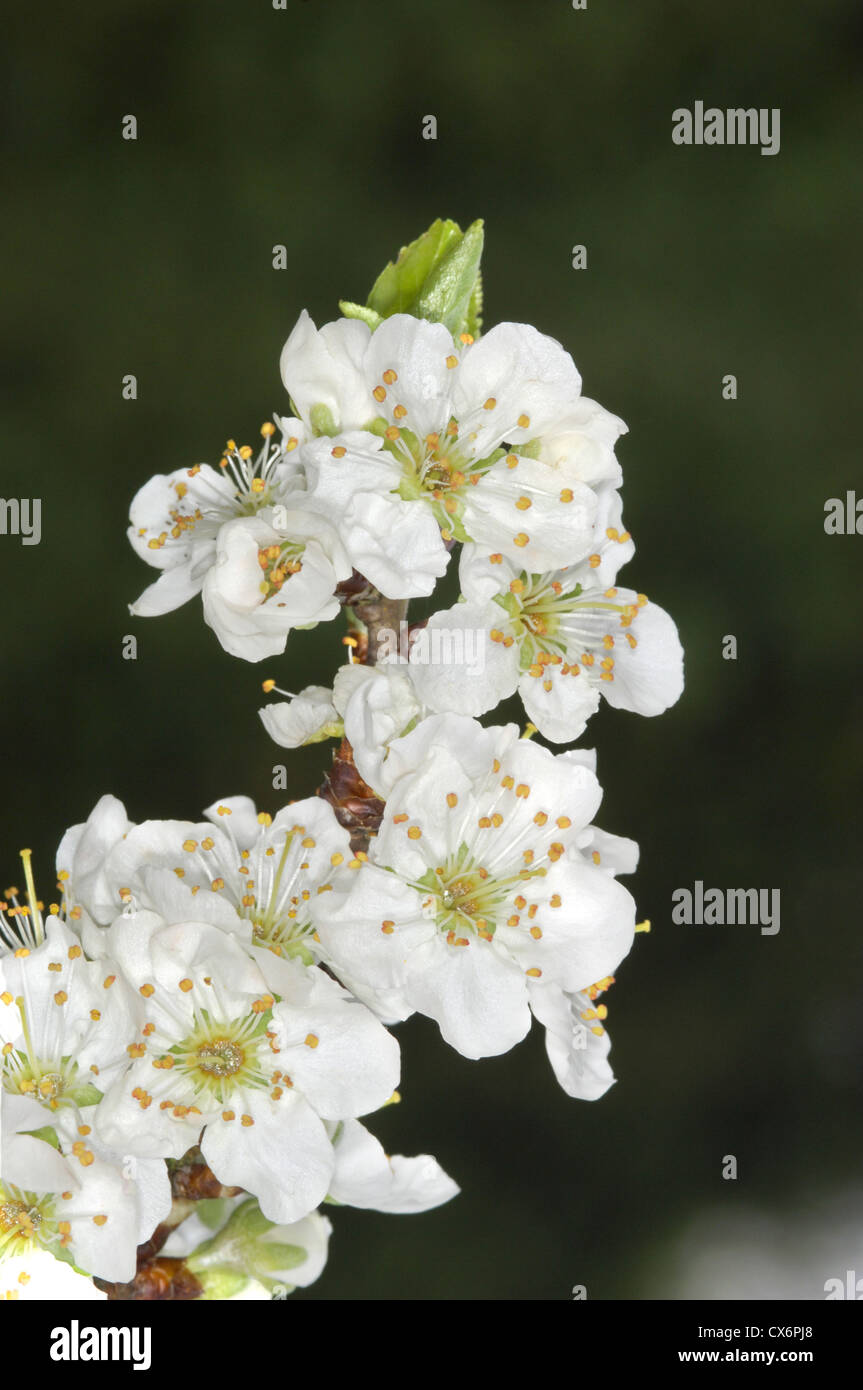 Pflaume Prunus Domestica SSP. Domestica (Rosengewächse) Stockfoto