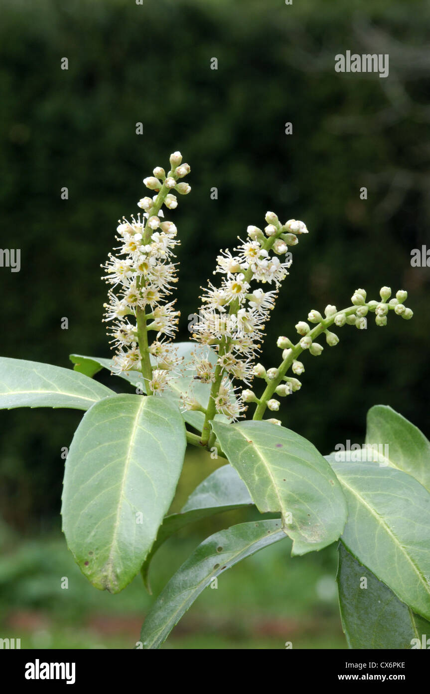 Kirschlorbeer Prunus Laurocerasus Rosengewächse Stockfoto