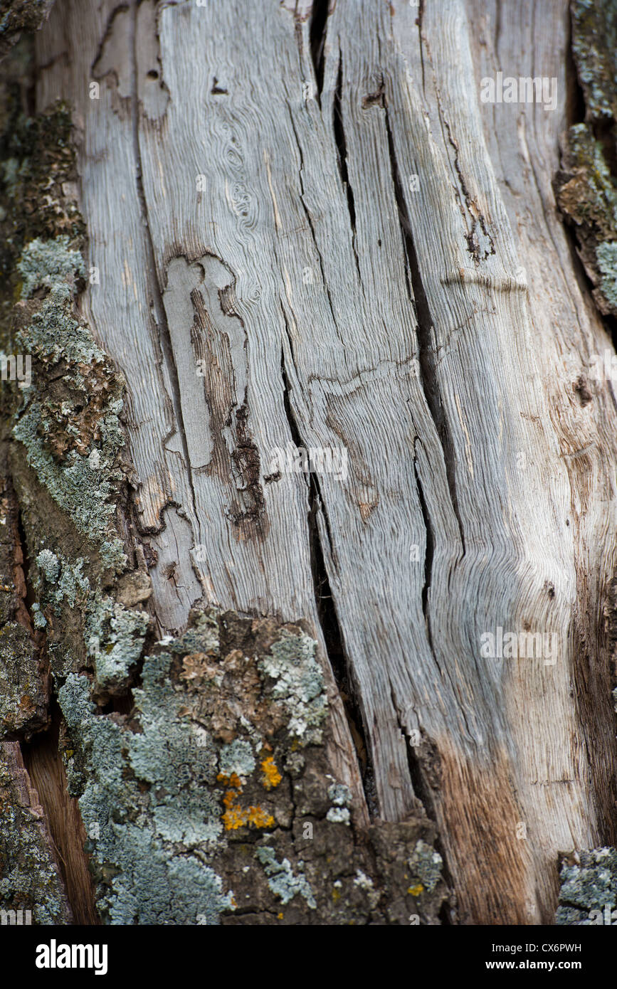 Dunklem Holz Stockfoto