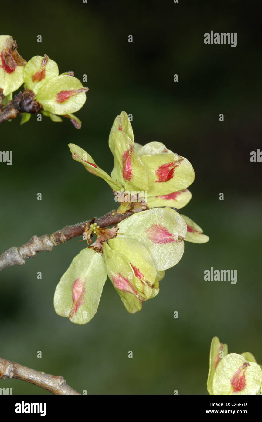 Holländische Ulme Ulmus X hollandica (Ulme) Stockfoto