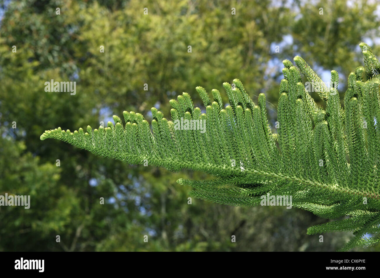 Norfolk Insel Kiefer Araucaria Heterophylla (Araucariaceae) Stockfoto