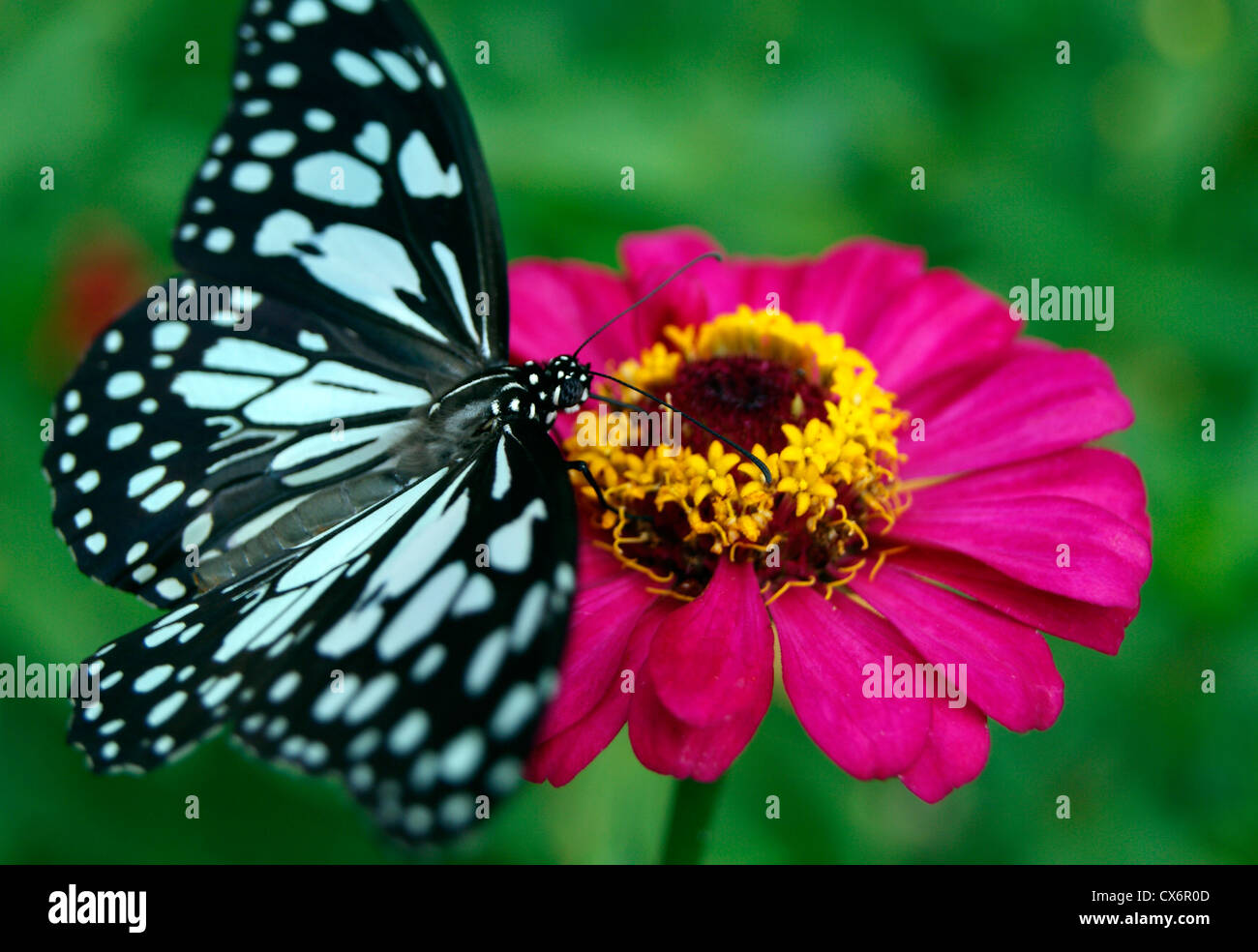 Schmetterling auf rote Dahlien blühen Honig Sucking.Glassy Tiger Schmetterling sitzen und trinken Honig genießen. Monsun-Szenen von Kerala Stockfoto