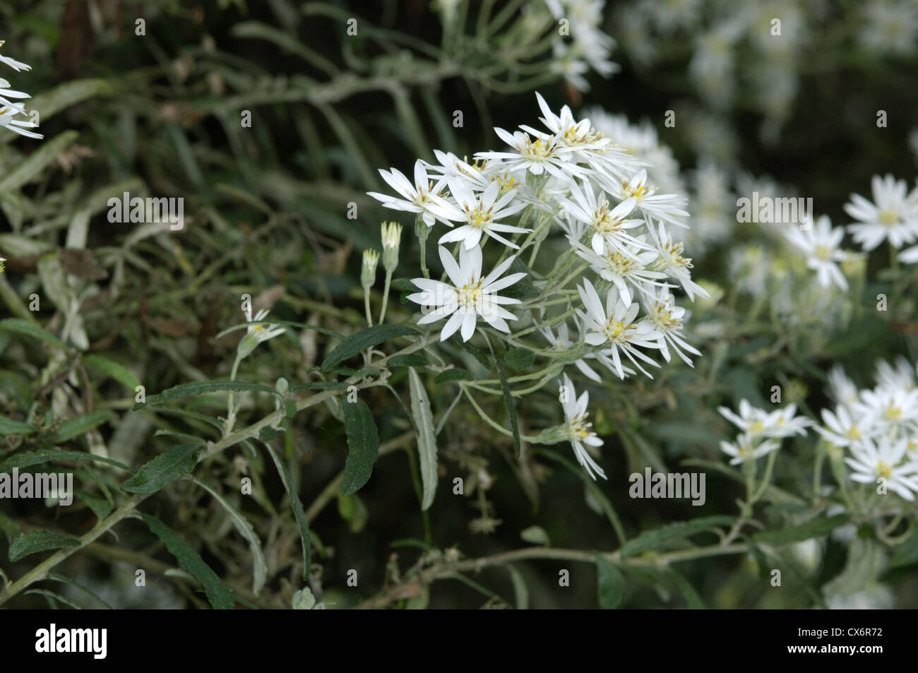 Olearia Cheesemanii (manchmal genannt Daisy Bush) Stockfoto