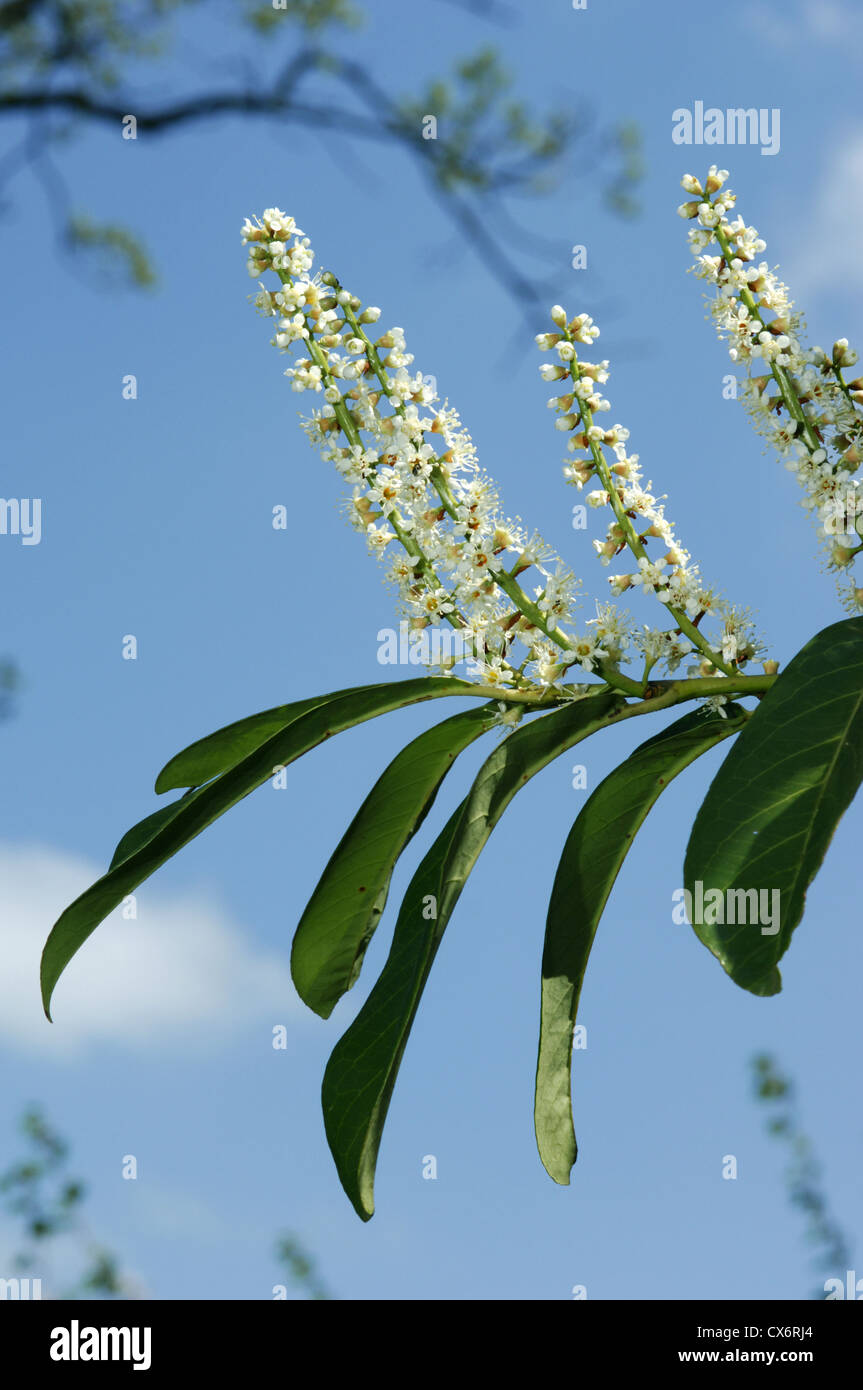 Kirschlorbeer Prunus Laurocerasus Rosengewächse Stockfoto