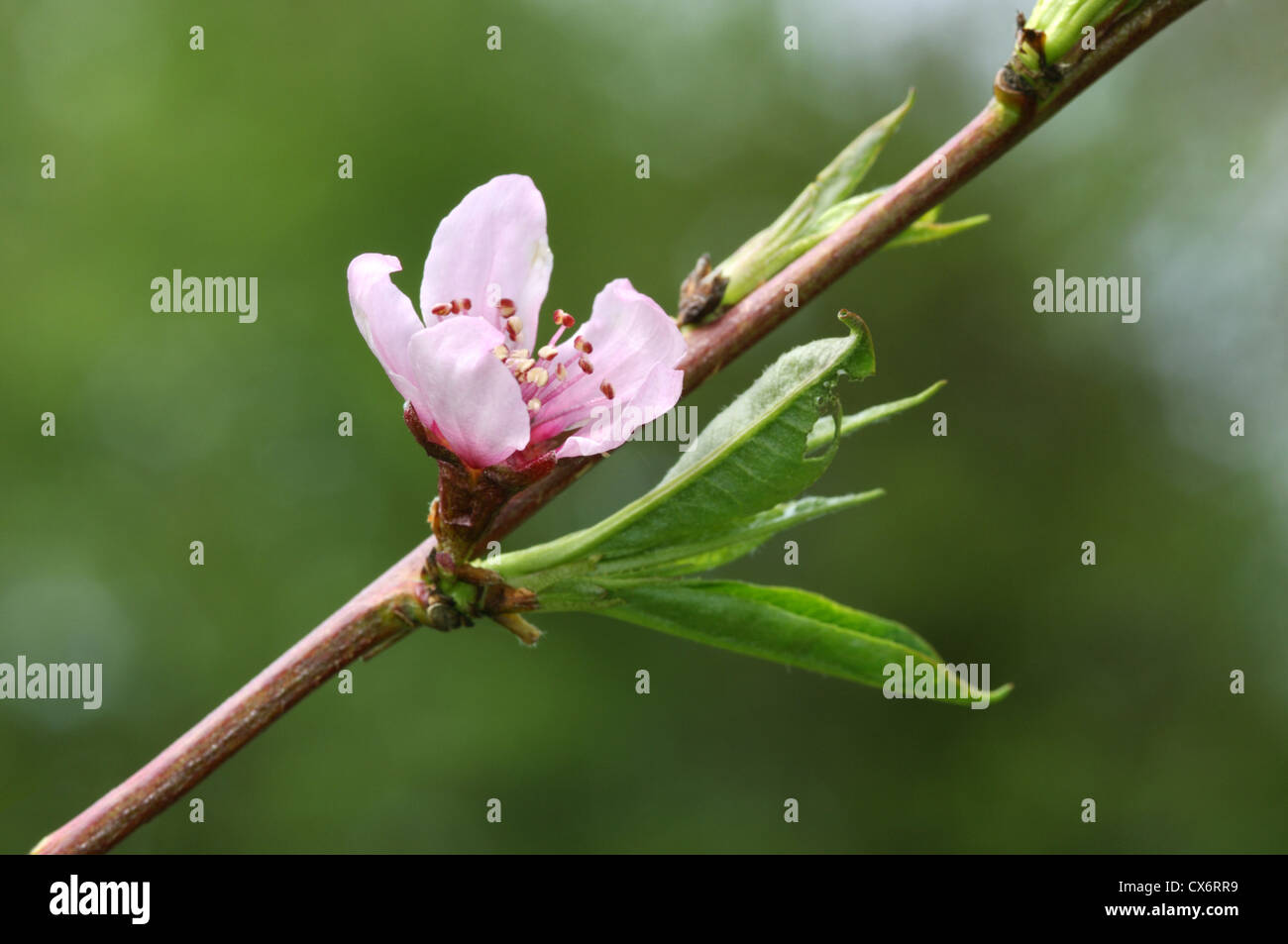 Pfirsich Prunus Persica (Rosengewächse) Stockfoto