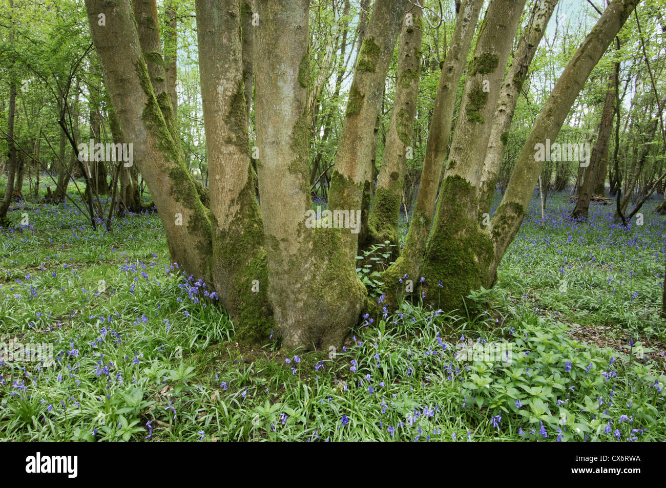 Esche Fraxinus Excelsior Oleaceae Stockfoto