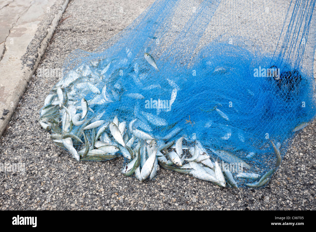 Sardinen gefangen im Cast Net, Florida, USA Stockfoto