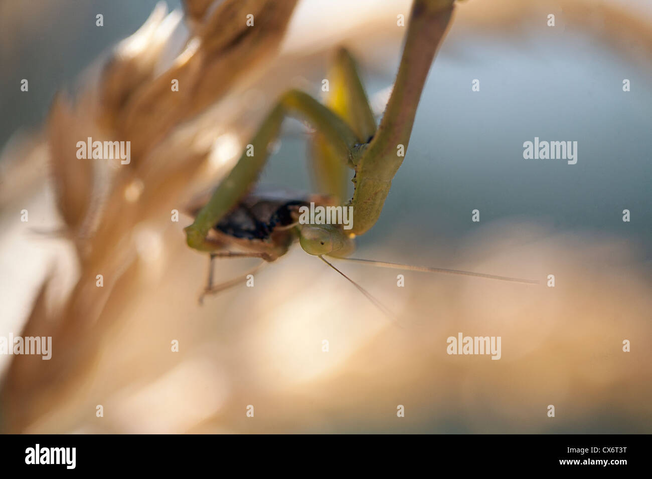 Beten / Jagd Mantis Essen einen Squash-Bug. Stockfoto