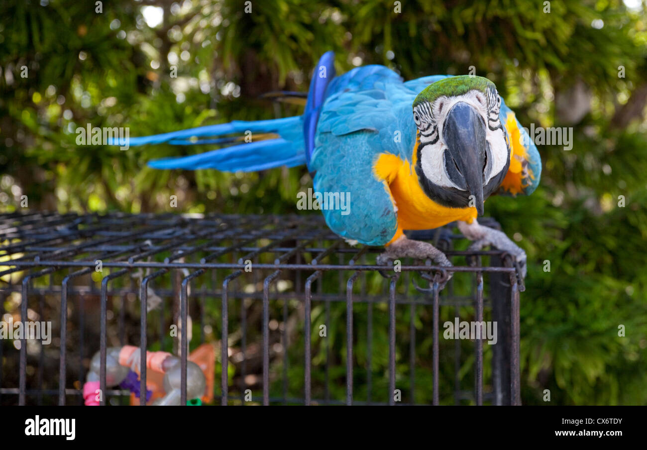 Blauer und gelber Ara, der auf einem Käfig steht, Florida, USA. Stockfoto
