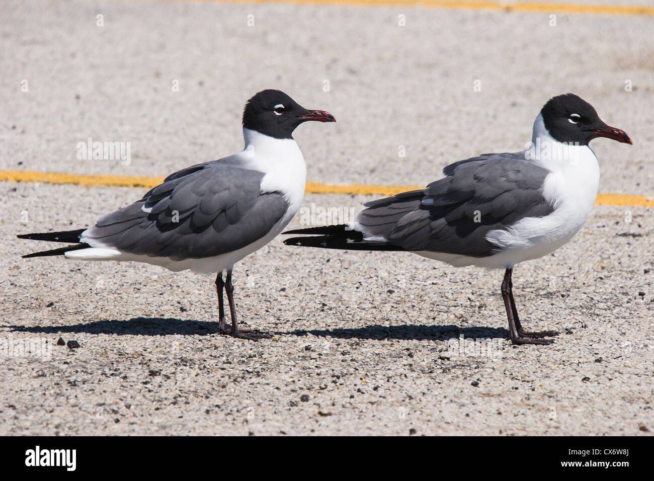 Laughing Gull, Larus atricilla oder Leucophaeus atricilla, am Strand Parkplatz in Galveston, Texas. Stockfoto