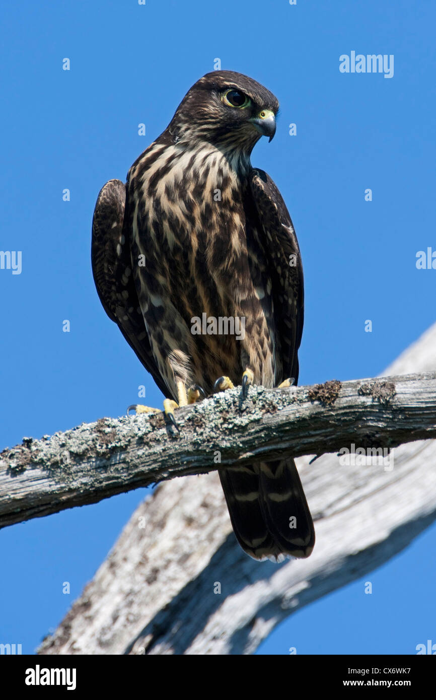 Merlin (Falco Columbarius) thront auf einem Ast am Buttertubs Marsh, Nanaimo, Vancouver Island, BC, Kanada im August Stockfoto