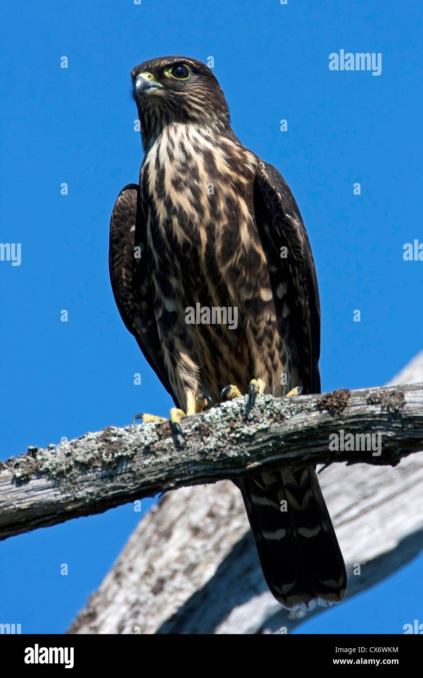 Merlin (Falco Columbarius) thront auf einem Ast am Buttertubs Marsh, Nanaimo, Vancouver Island, BC, Kanada im August Stockfoto