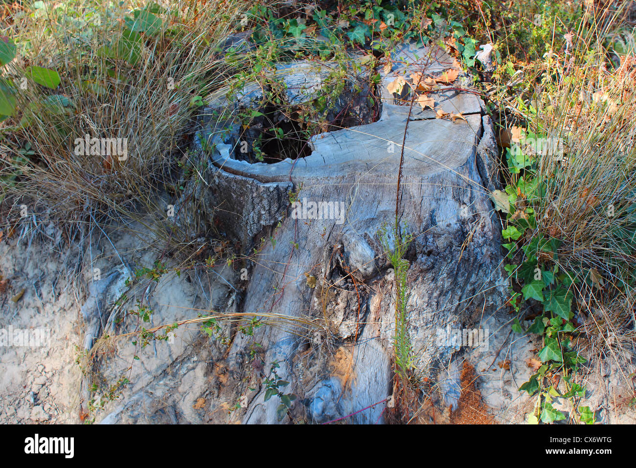 alt, Schnitt, Baum, Wald, Wald, grün, Rasen, Blatt, Stick, Stockfoto
