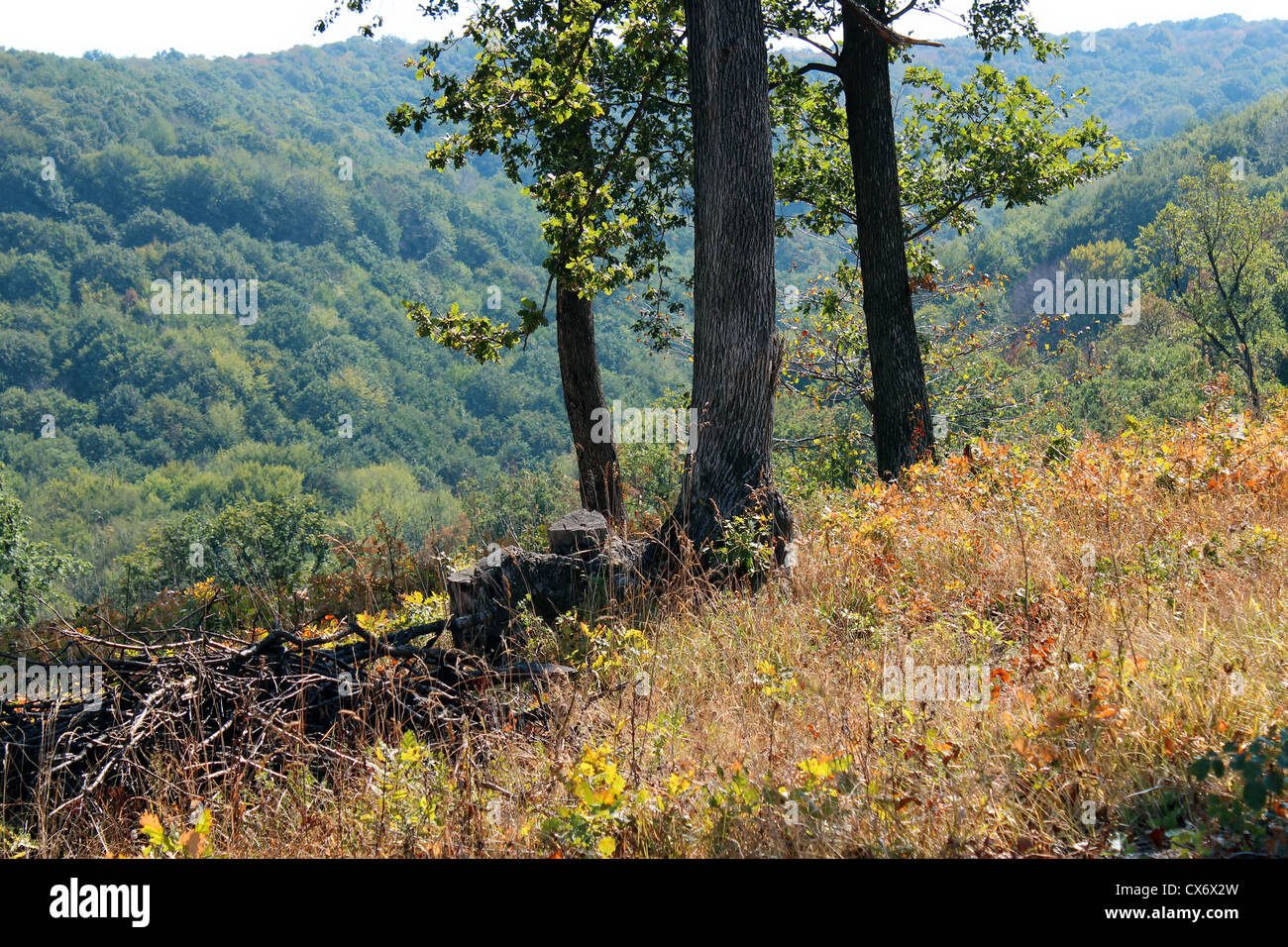 alt, Schnitt, Baum, Wald, Wald, grün, Rasen, Blatt, Stick, Stockfoto