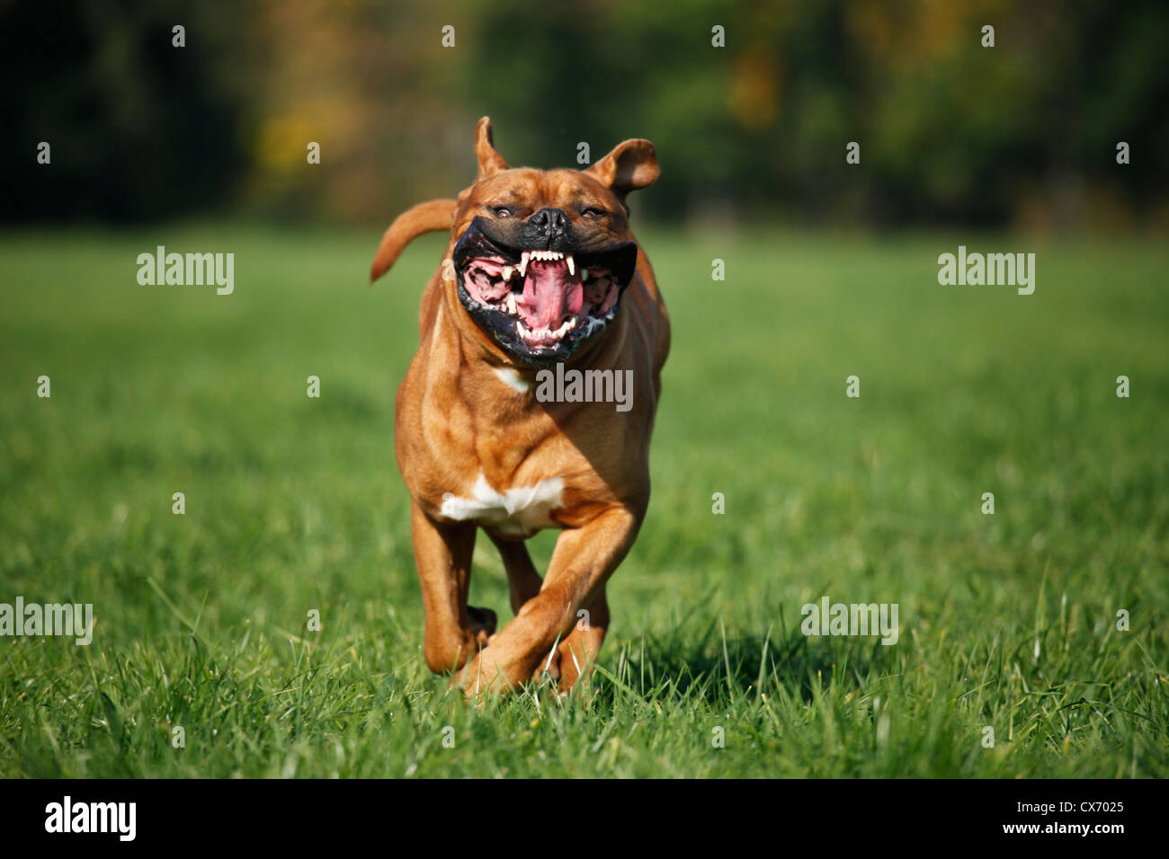 laufen Dogge de bordeaux Stockfoto