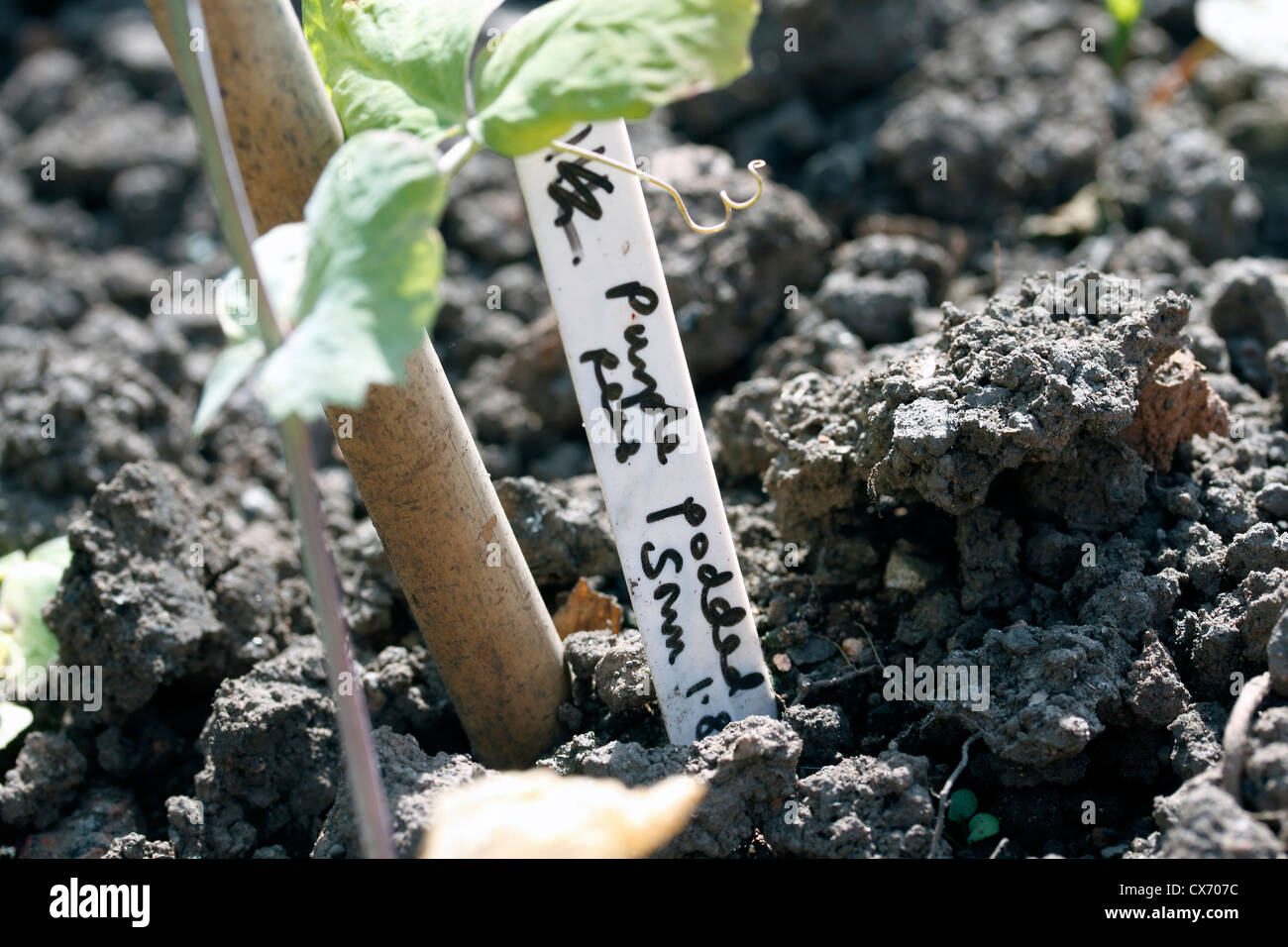 Lila Schiffsentwurf Erbsen, Blauschokker, Pisum sativum Stockfoto