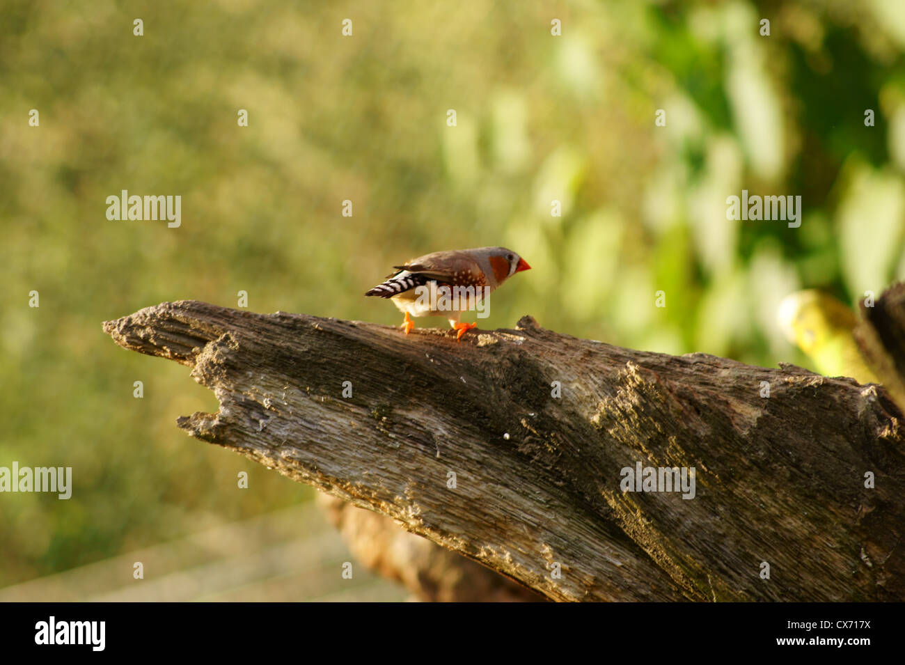 Zebrafinken Stockfoto