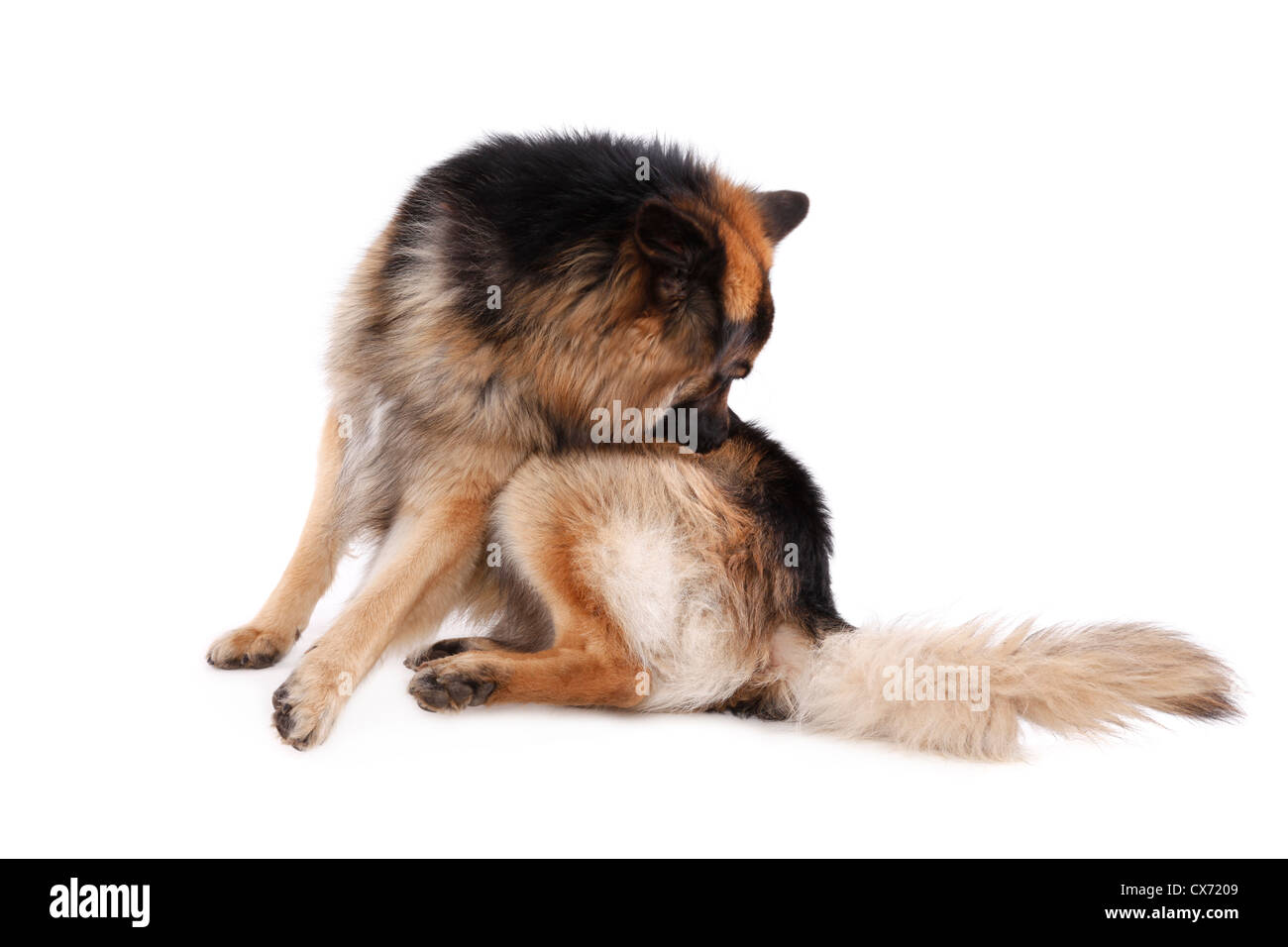 Hund Leckt Sich Stndig Am Po