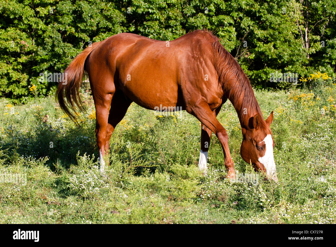 Schöne rotes Pferd mit leuchtend weiße Blesse, Wandern und Essen im ...
