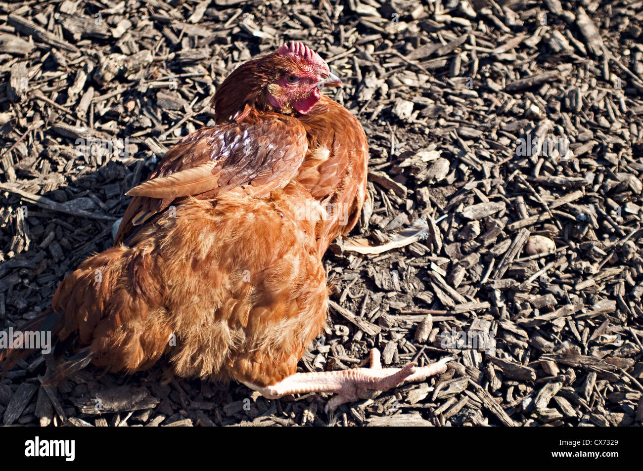 Ein Huhn setzte sich mit einem Bein Stockfoto