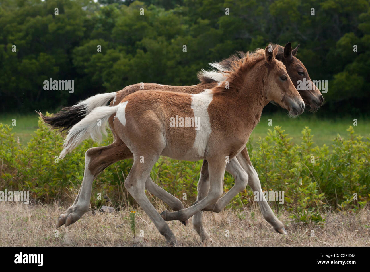 Chincoteague Wild Pferde Ponys Island USA Vereinigte Staaten von Amerika Stockfoto