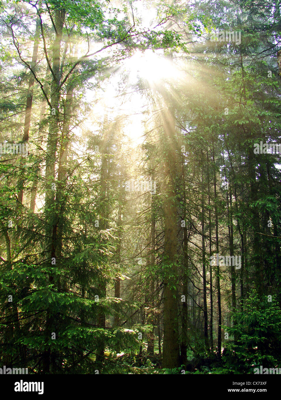 eine schöne Explosion von Licht von der Sonne tief im Wald. Stockfoto