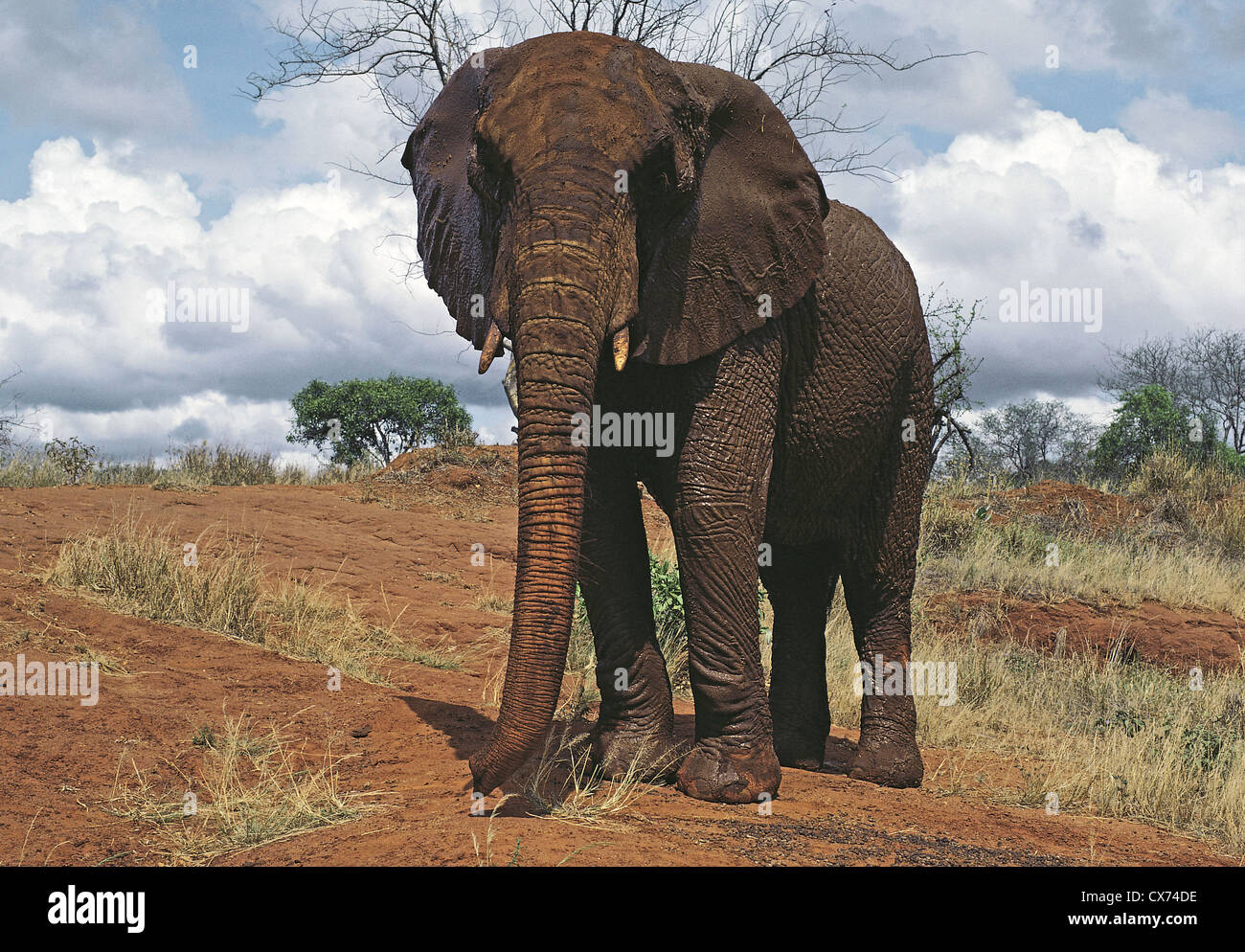 Elefant namens Eleanor wuchs als Waise von Daphne Sheldrick in Tsavo East Nationalpark Kenia Stockfoto