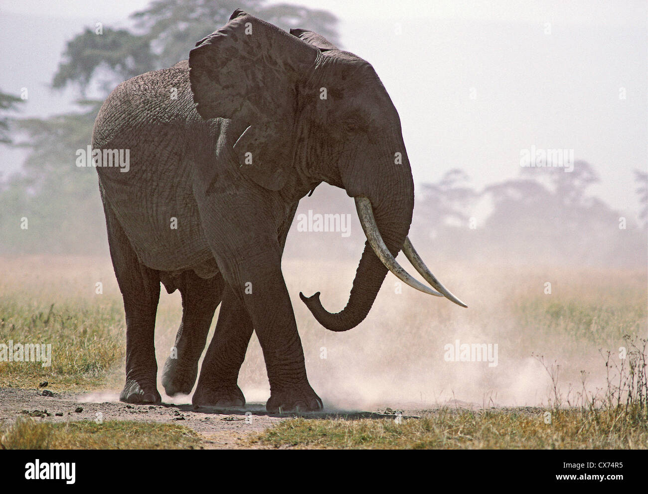 Silhouette der großen männlichen Elefanten mit feinen Stoßzähne auf den staubigen Ebenen von der Ngorongoro-Krater-Tansania Stockfoto