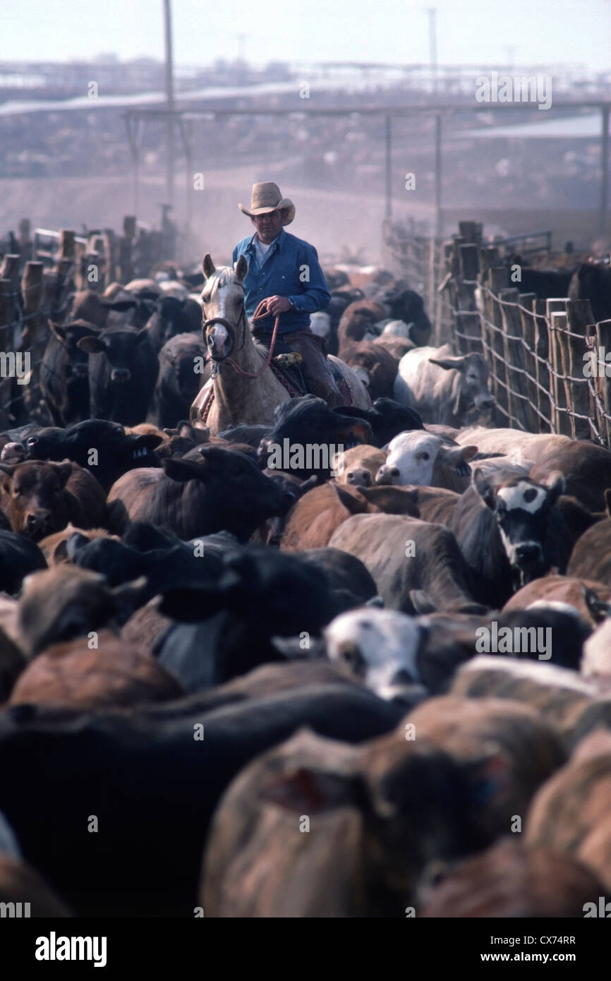 Cowboy bewegt Rinder durch einen 90.000 Kopf Feedlot nahe Yuma, Arizona, USA. Stockfoto