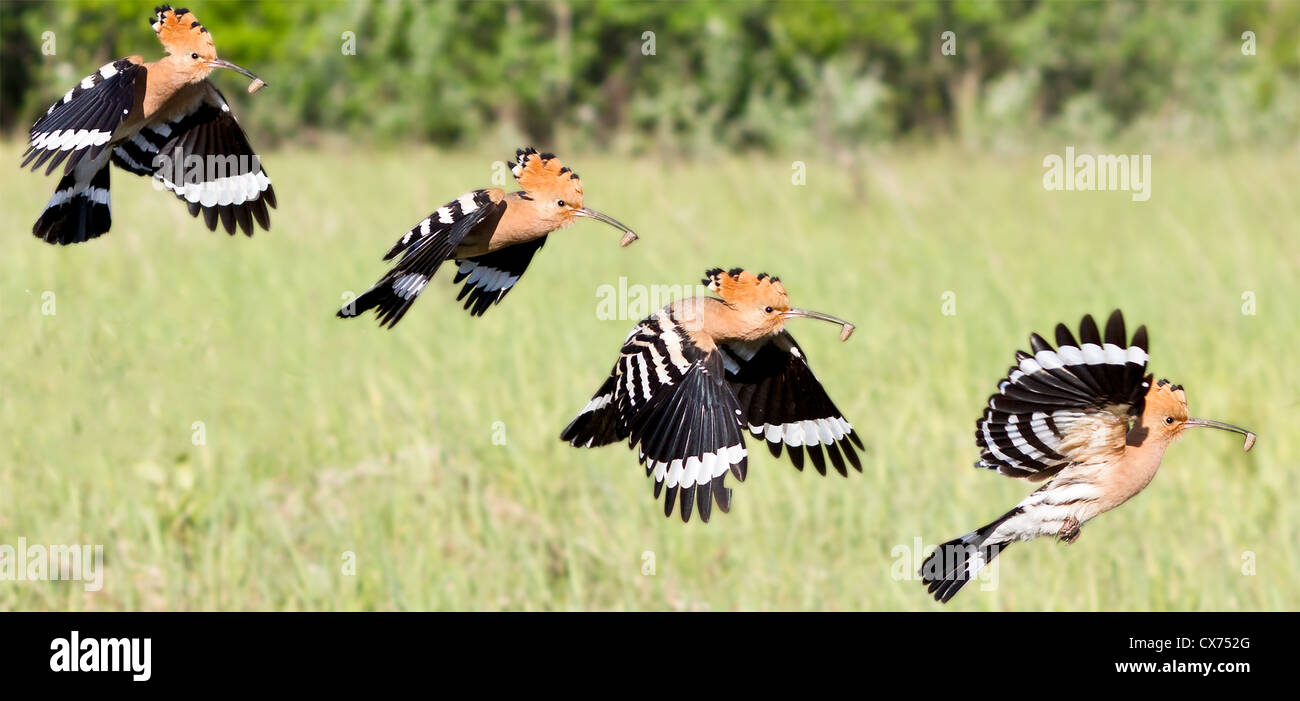 Ein High-Speed-Zeit verfallen Foto von einer eurasischen Wiedehopf (Upapa Epops) im Flug Stockfoto