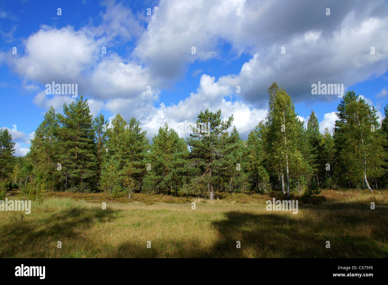 Landschaft der jungen grünen Wald mit strahlend blauem Himmel Stockfoto
