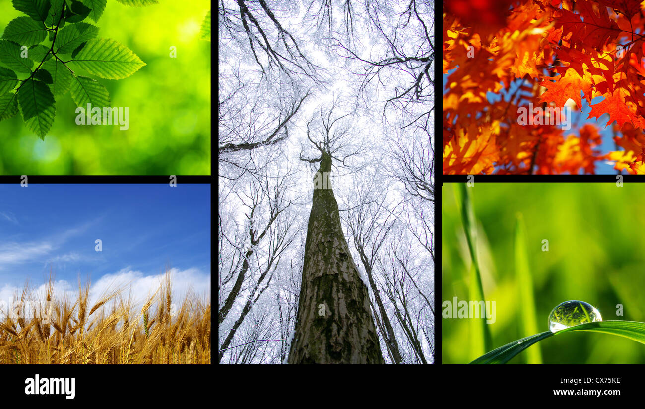 Montage der schöne saisonale Bilder der Natur Stockfoto