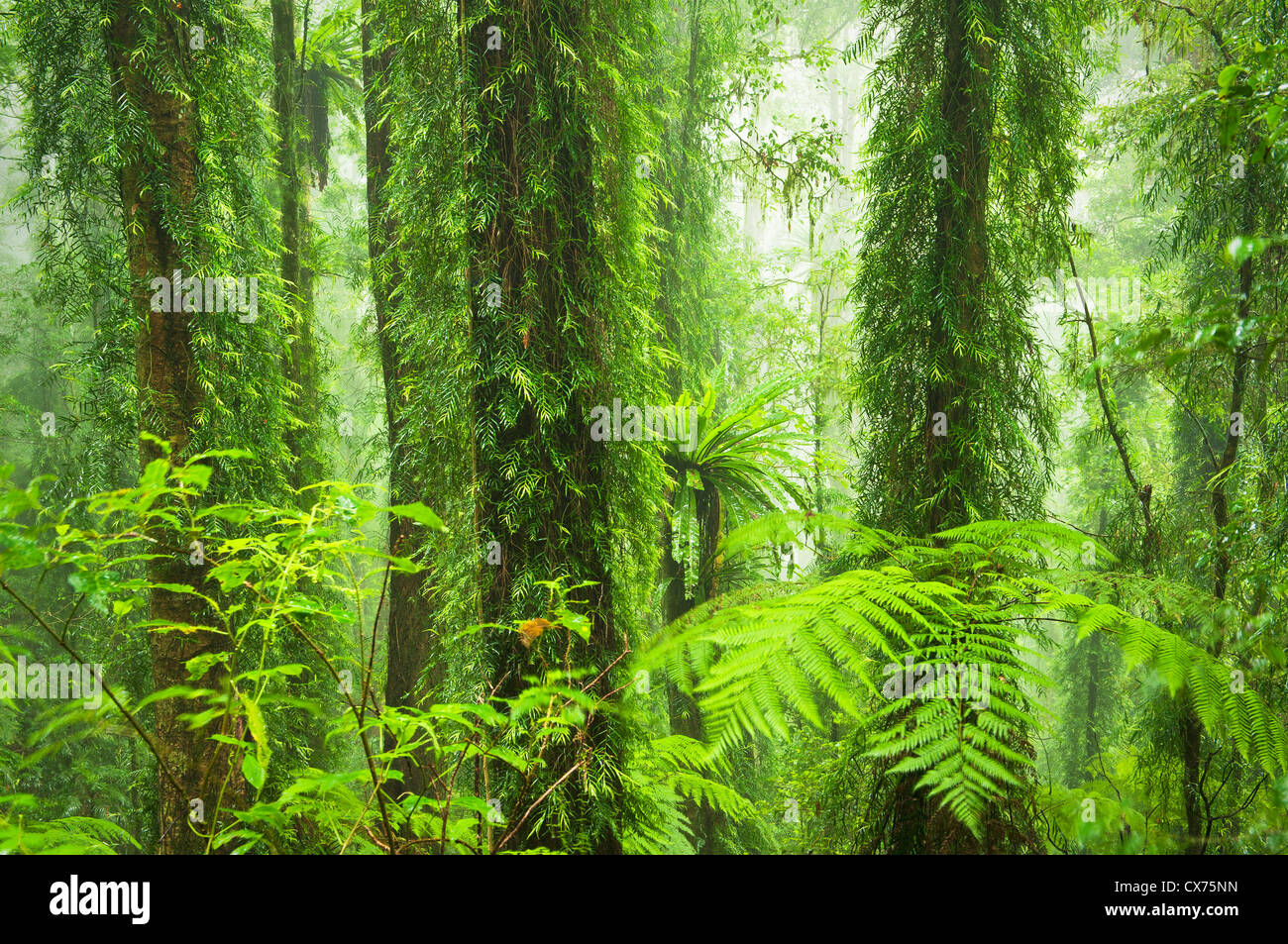 Dorrigo Regenwald in einer nebligen Stimmung. Stockfoto
