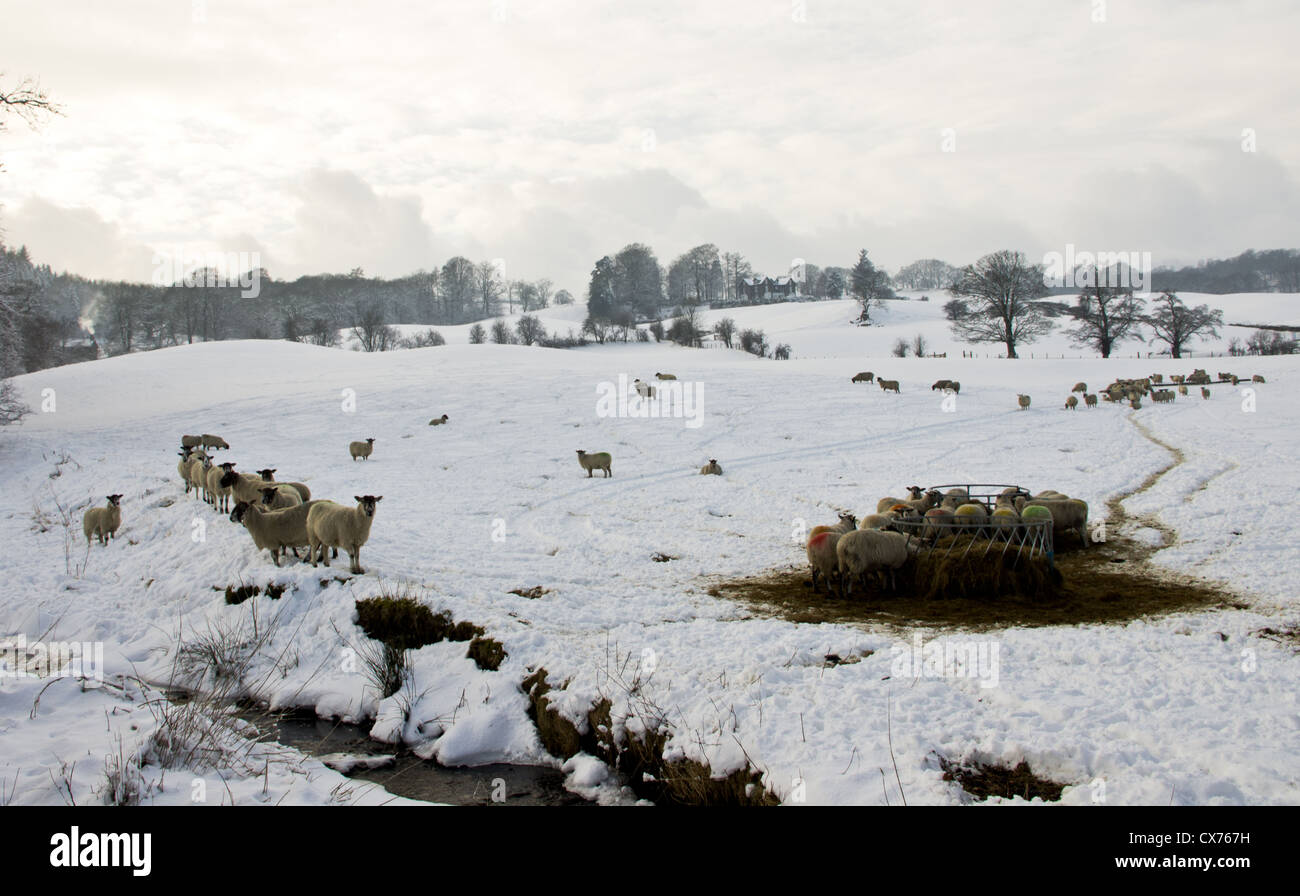 Eine Herde von Schafen in einem überdachten Schneefeld durch den Feeder mit einigen Bäumen und einem Haus in der Ferne Winter Szene Seenplatte Stockfoto